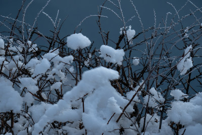 树枝上的雪花