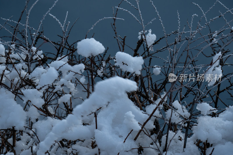 树枝上的雪花