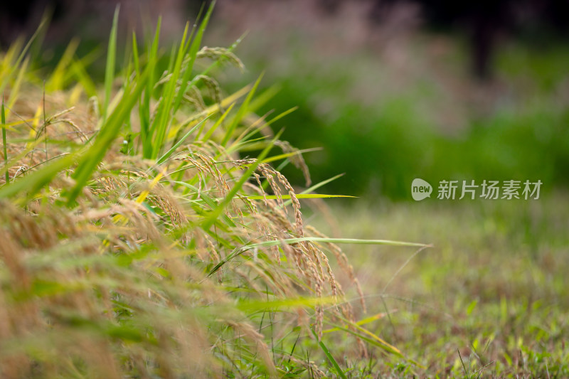 农田种植传统粮食水稻