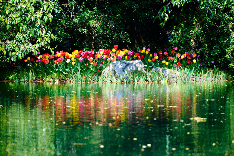 杭州太子湾盛开的郁金香花簇远景