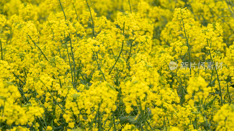 湖北武汉蔡甸区消泗油菜花特写