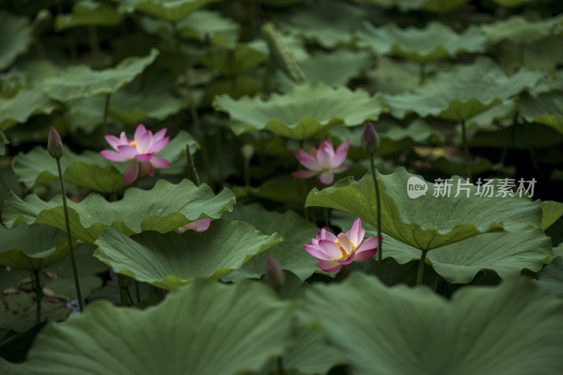 夏季公园荷塘荷叶丛中荷花特写