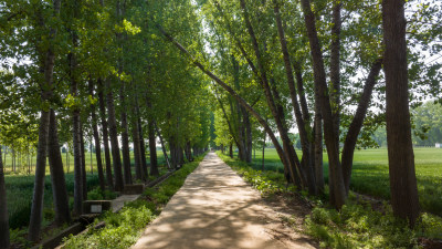 农村田间道路杨树林