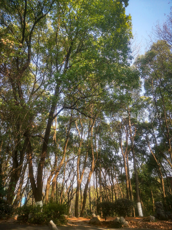 湖南省植物园各种植物摄影图