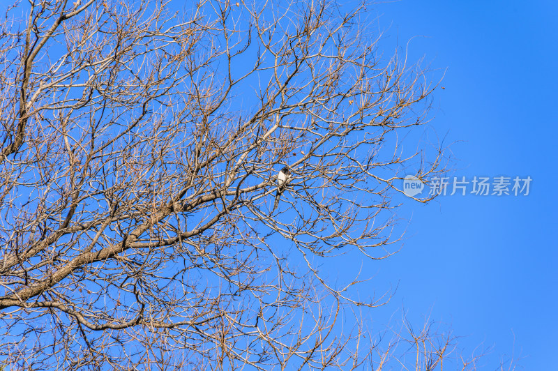 冬季蓝天与树枝