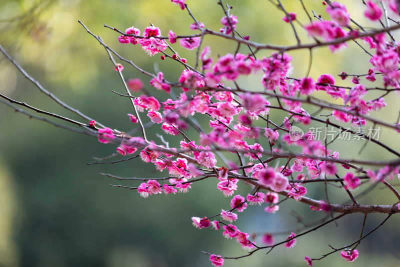 春天宁波江北日湖公园的花开了