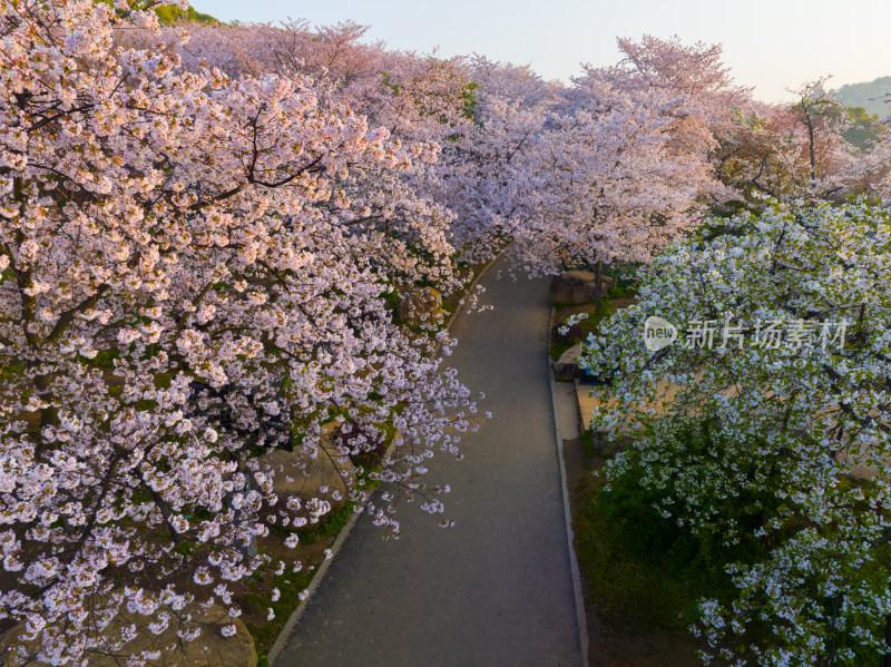 武汉东湖磨山樱花园樱花盛开