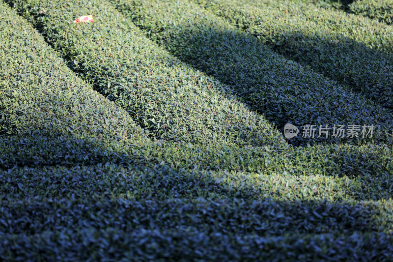 浙江杭州西湖龙井春天的茶园 头茶 明前茶