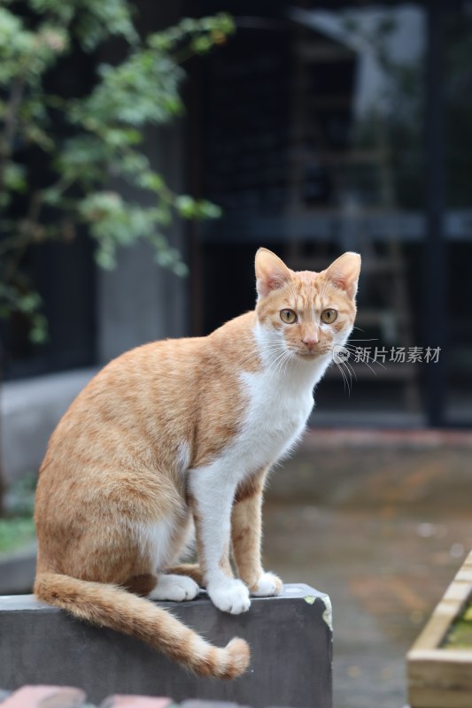 偶遇小猫老大