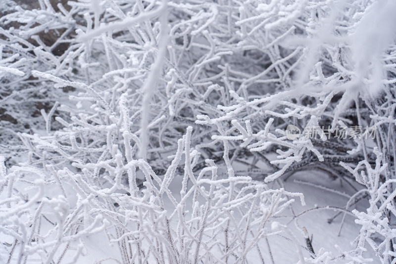 冬季大雪树木雾凇雪挂