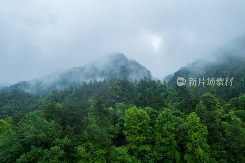 云雾缭绕的山林景观