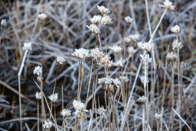 冬天霜雪覆盖的小草