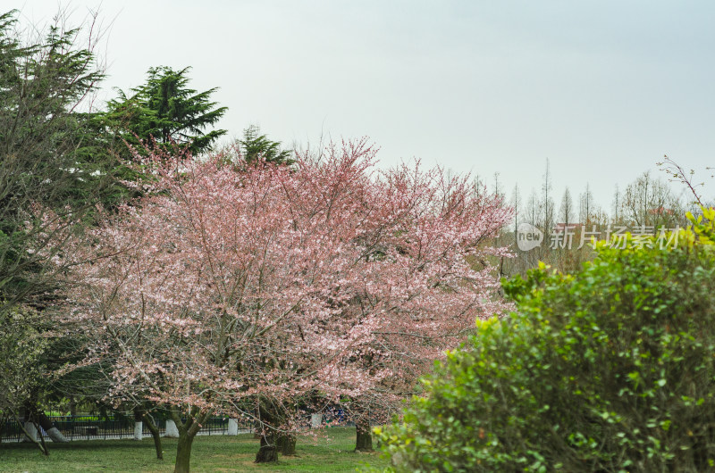 青岛中山公园初春风景