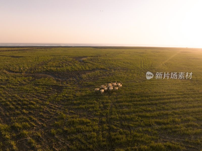 黄海野鹿荡中的野鹿