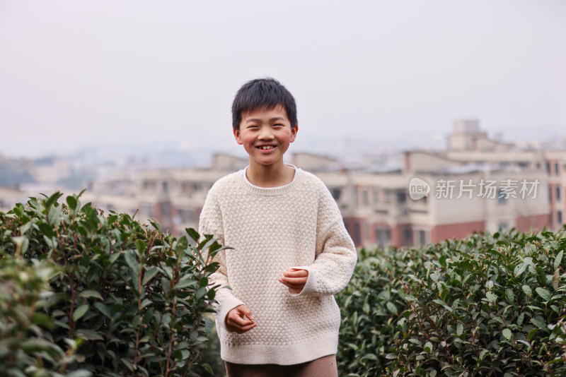 一个中国小男孩站在茶园里