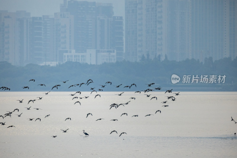 黑尾塍鹬在深圳湾公园飞翔