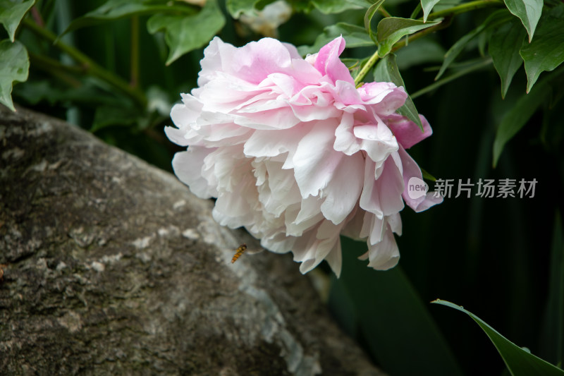 雨后挂满水珠的粉白色芍药花特写