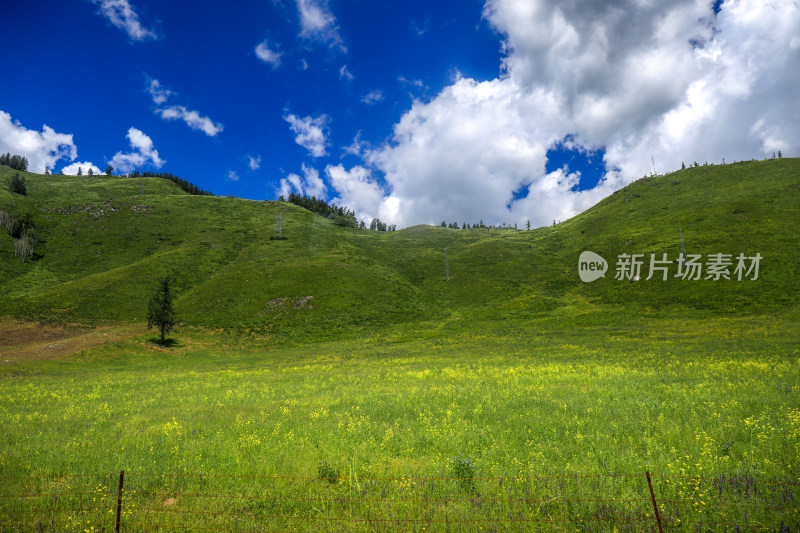 新疆阿勒泰地区喀纳斯森林草原自然风景