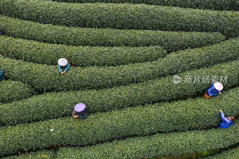 春天杭州西湖龙井茶园龙坞茶园