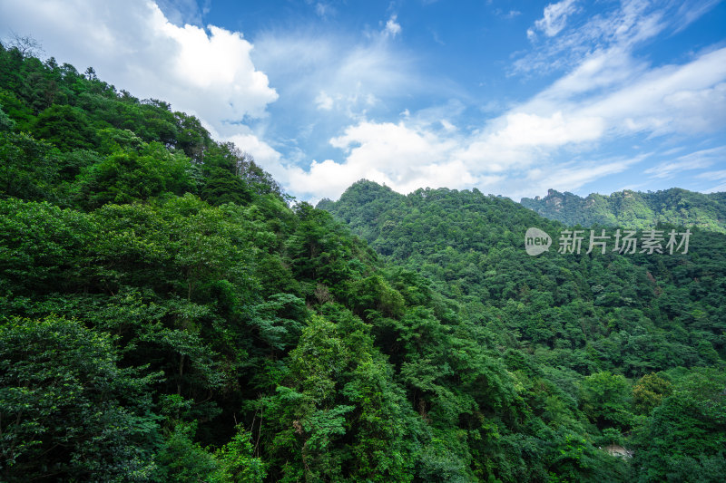 中国湖南张家界景区奇特山峰与茂密森林