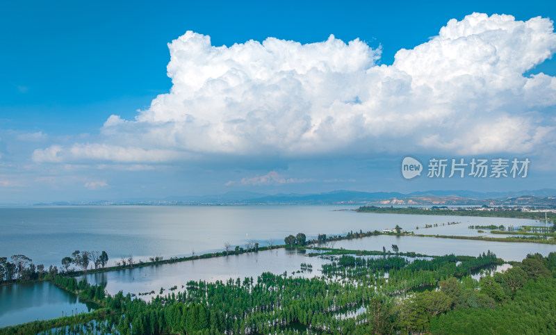 盛夏时节的晋宁南滇池国家湿地公园