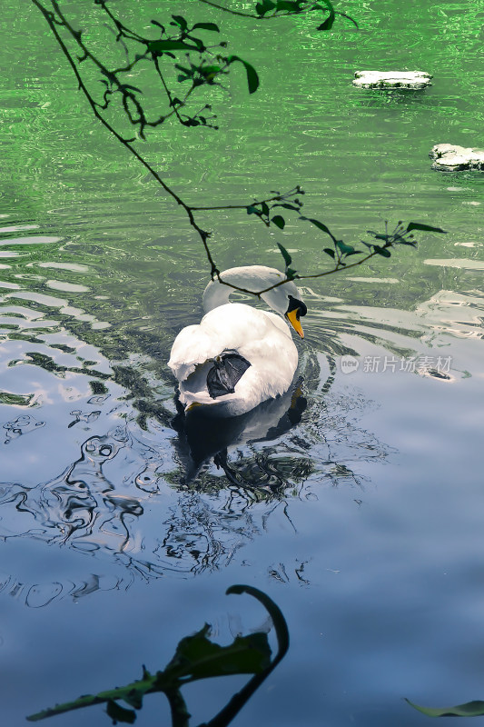 湖面白鹅戏水景象