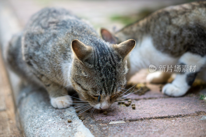 吃猫粮的小猫咪