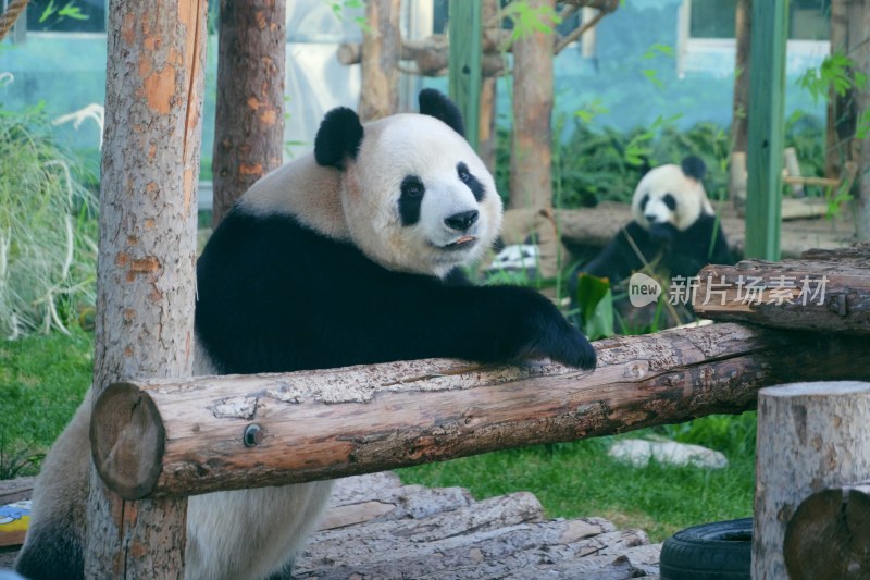 大连动物园 大熊猫飞云妙音合影