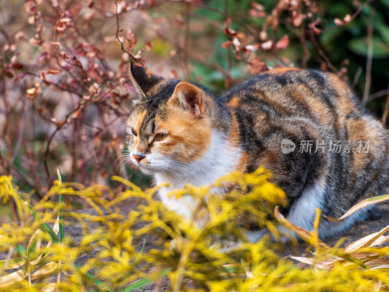 户外三色花猫蹲在草丛中