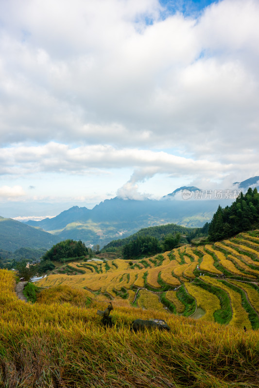 浙江丽水云和梯田景区风光