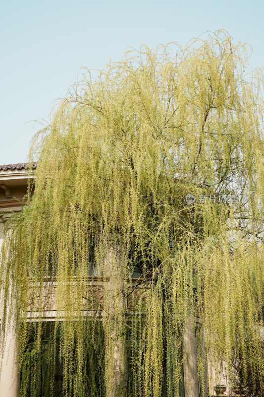 北京酒店的春景