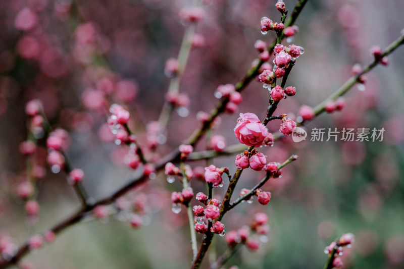 微距视角下的西溪湿地雨中盛开的梅花