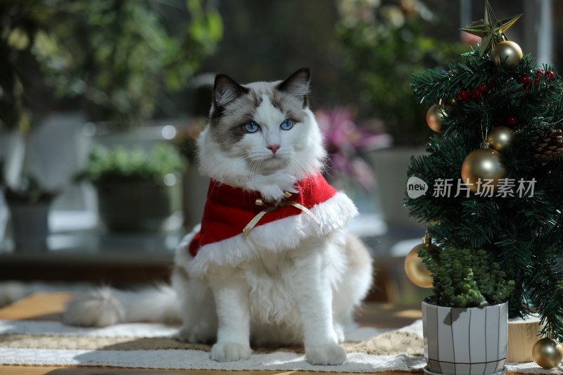 宠物摄影圣诞节的猫