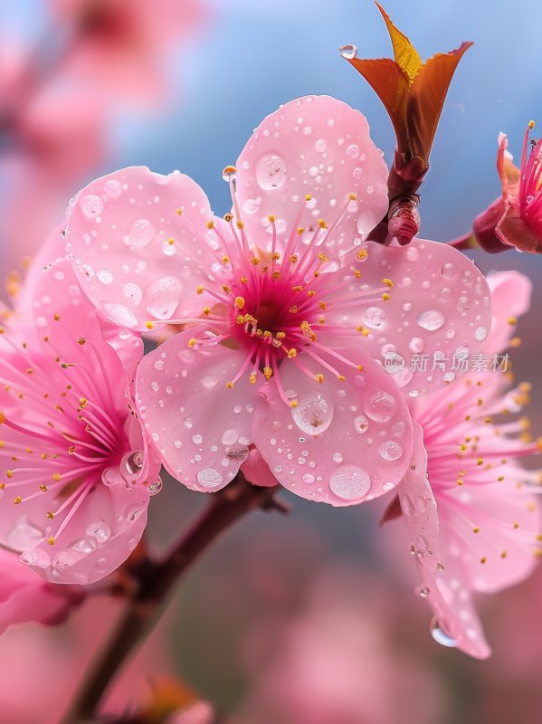 春日桃花盛开浪漫花朵清新花海背景