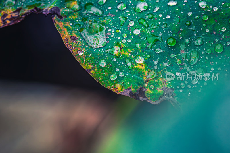 雨后荷叶上的露水珠