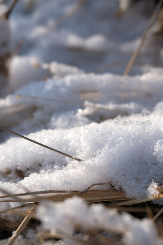 冬天干枯植物上的积雪