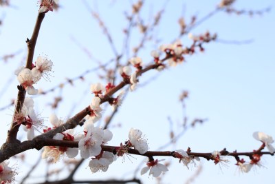 桃花三两枝