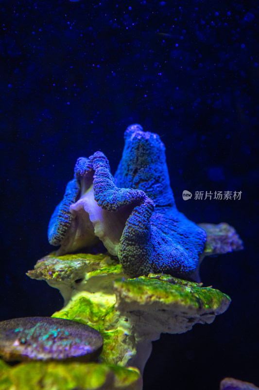 海缸里的海水生物