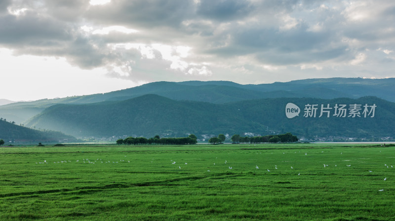 丽江拉市海湿地公园夏天的草地牛羊野鹤飞鸟