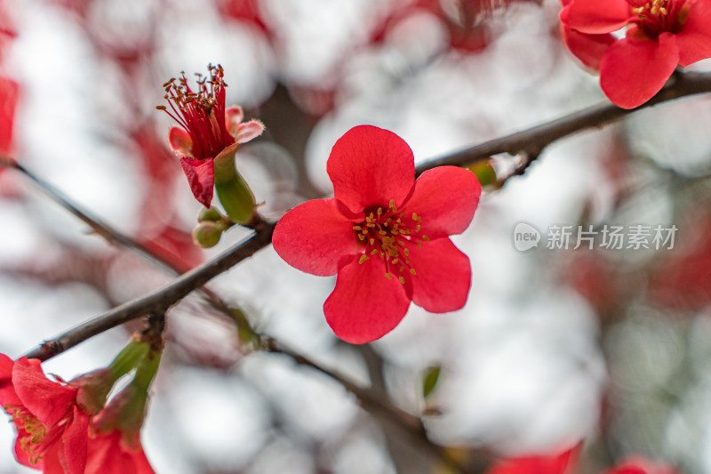阳春三月海棠花开