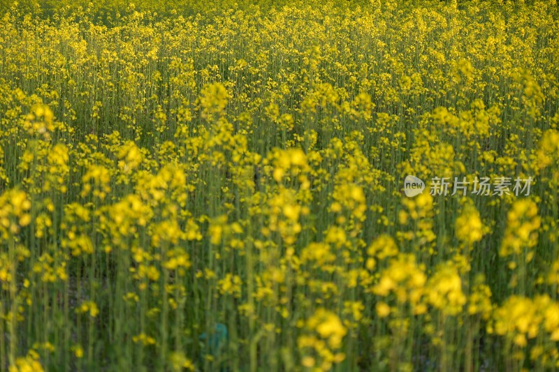 盛开的油菜花