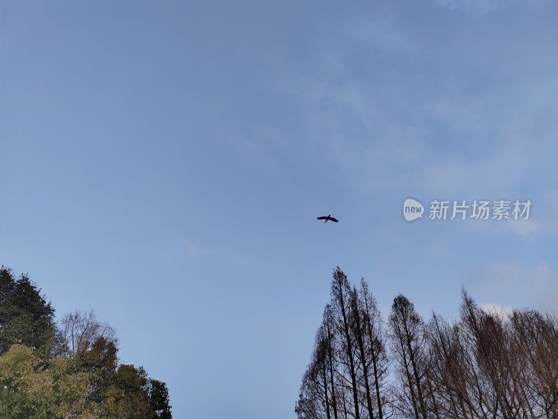 蓝天下树木上方有一只飞鸟