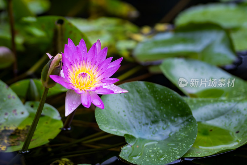 雨后莲花