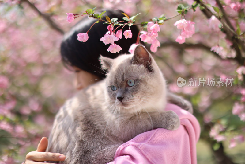 美女抱着宠物猫 春日赏花