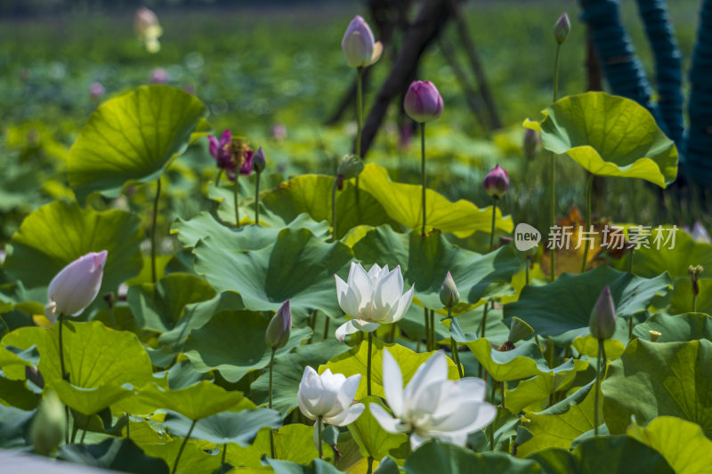 武汉武昌区沙湖公园风光