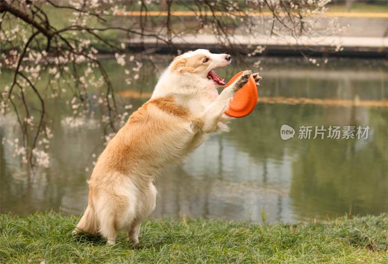 在草地上玩飞盘的边境牧羊犬