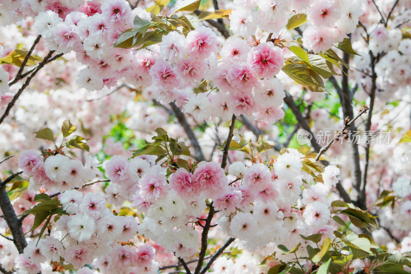 春天枝头绽放的普贤象日本晚樱花