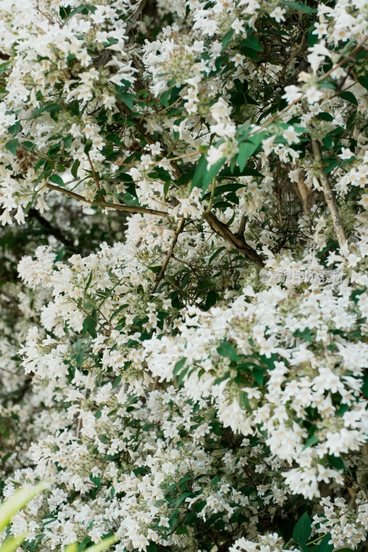 北京国家植物园猬实花