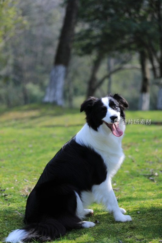 坐在公园里草地上的黑白边境牧羊犬