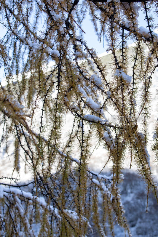 雪后落叶松，冬季积雪覆盖的红杉树